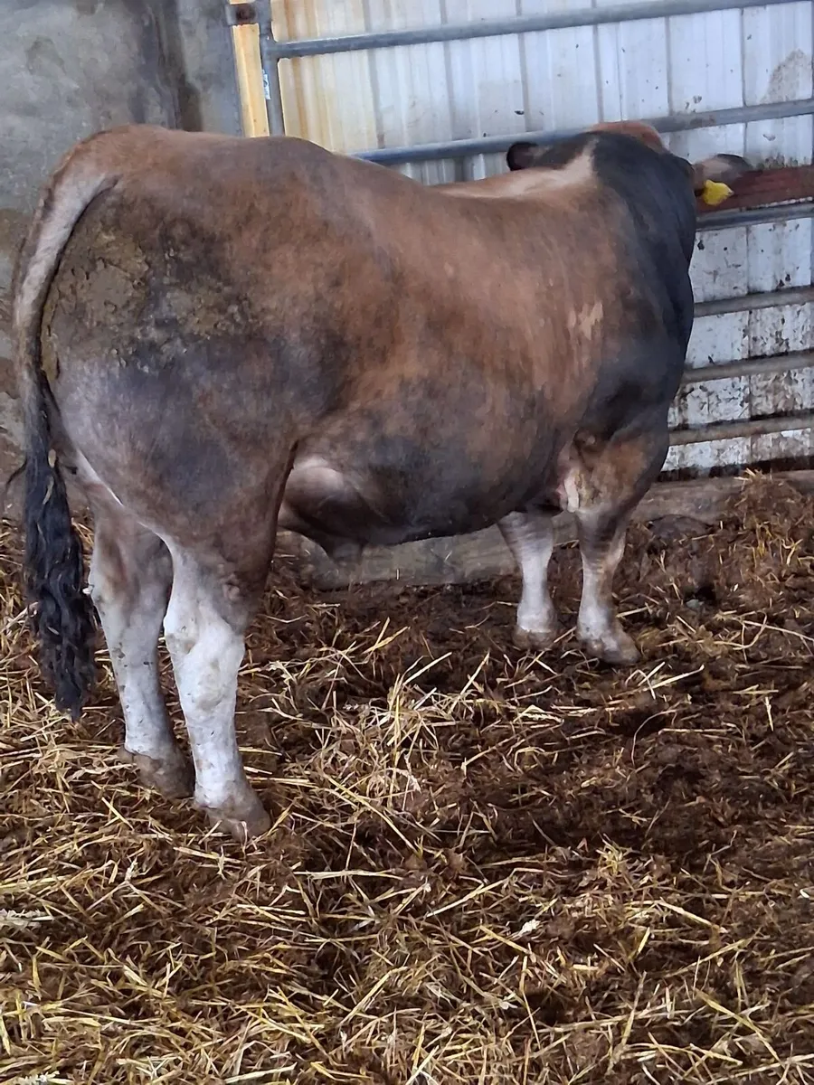 Selection of Aubrac bulls - Image 1