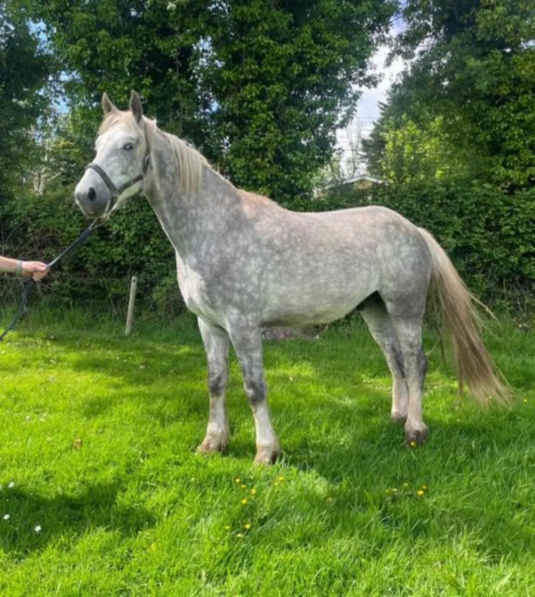 3yo Irish draught Gelding - Image 1