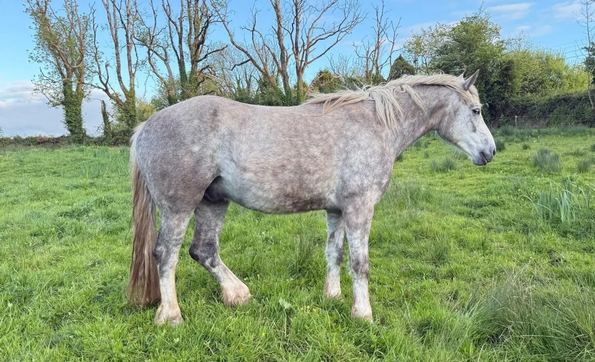 3yo Irish draught Gelding - Image 2