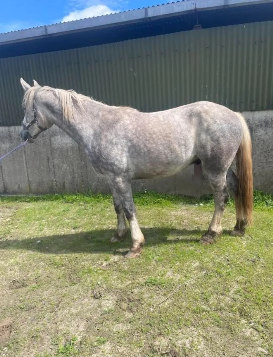 3yo Irish draught Gelding - Image 3