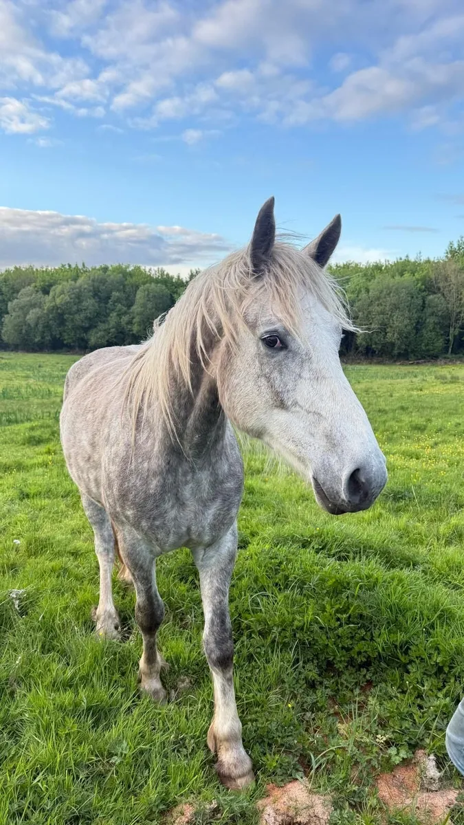 3yo Irish draught Gelding - Image 4