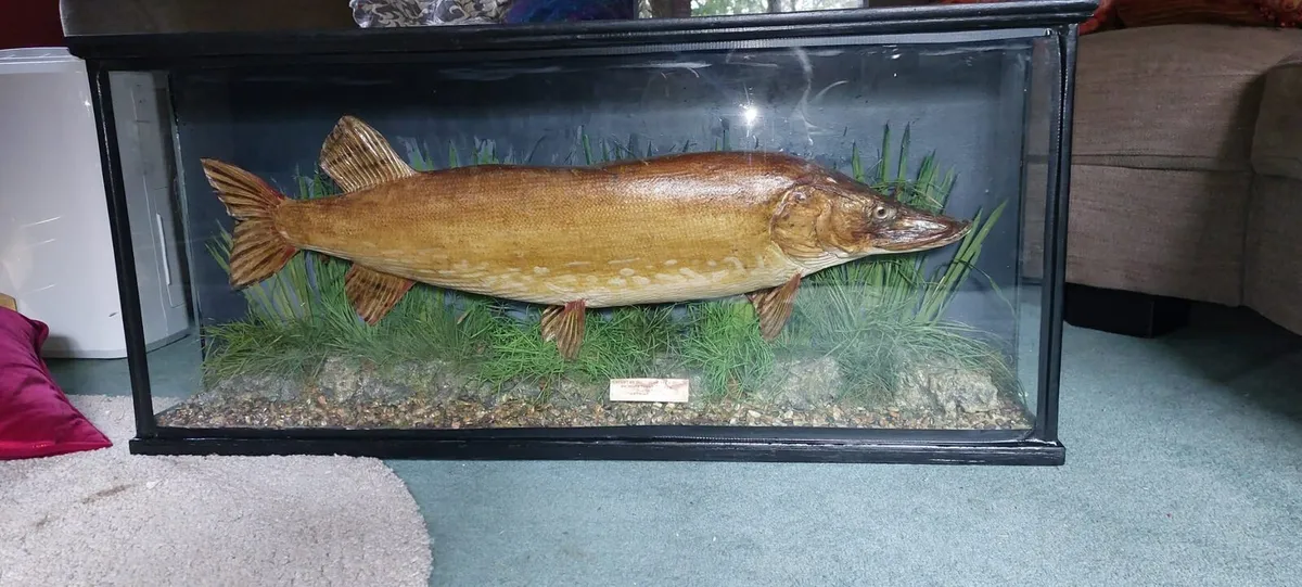 Taxidermy Fish for sale - Image 3