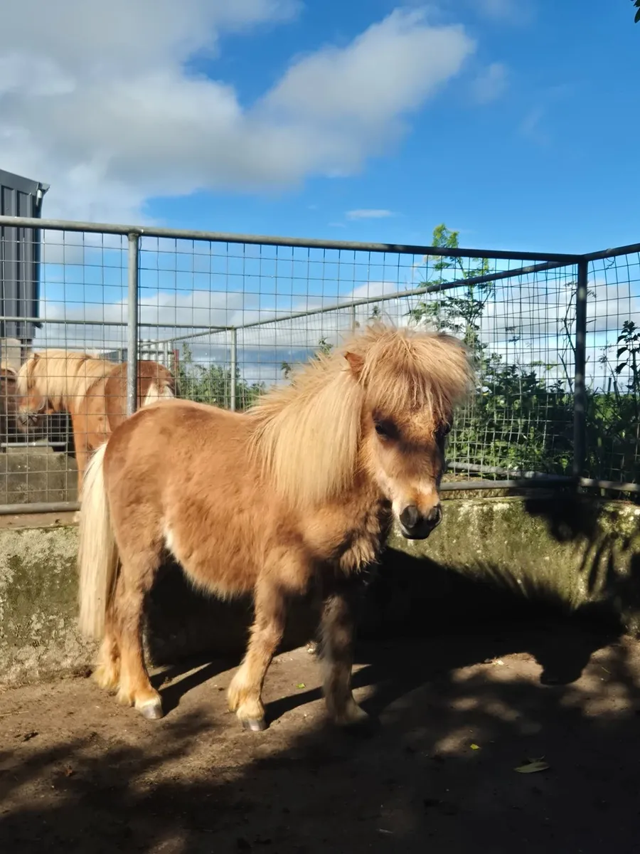 Miniature Pony - Image 3