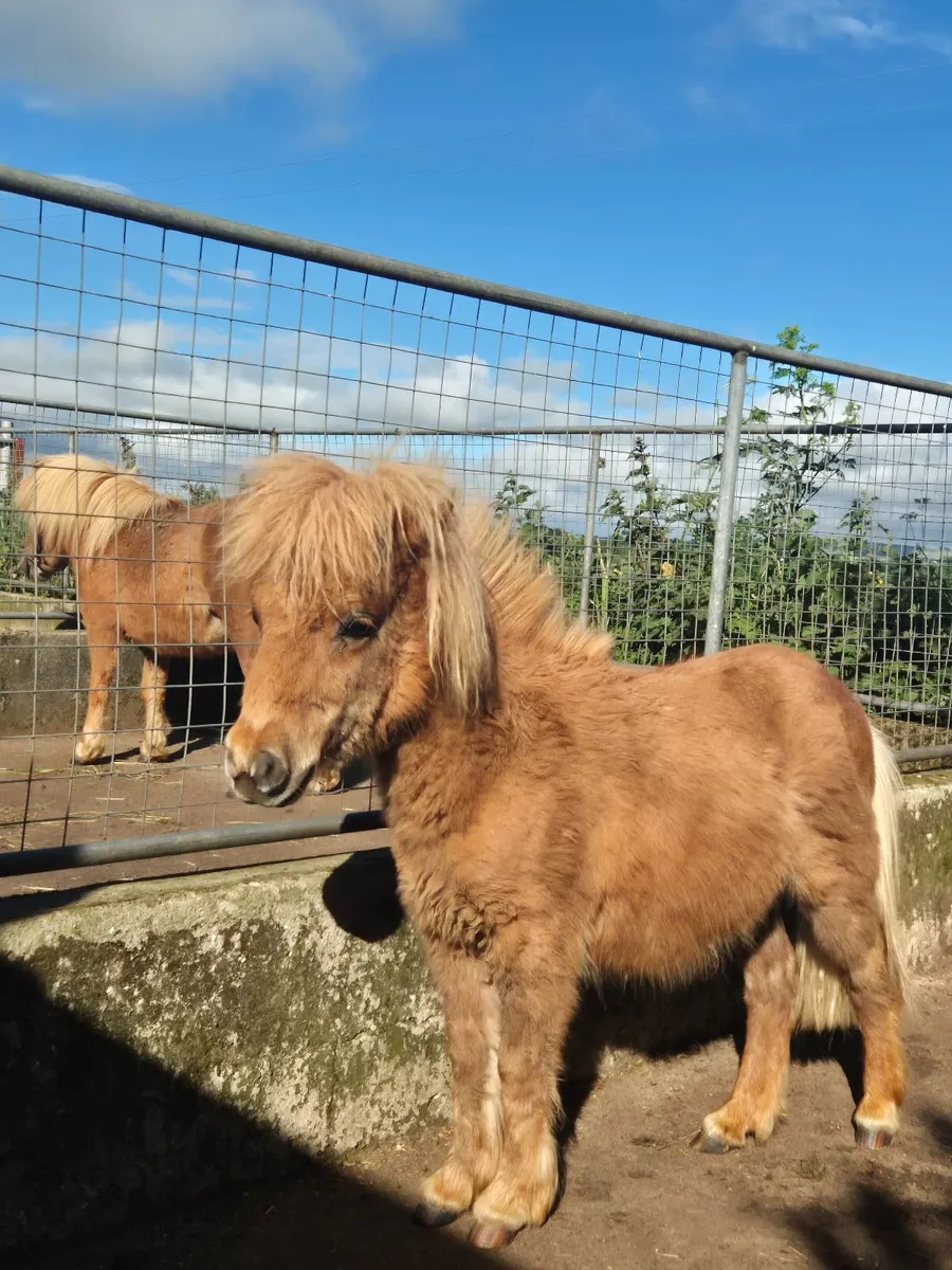 Miniature Pony - Image 4