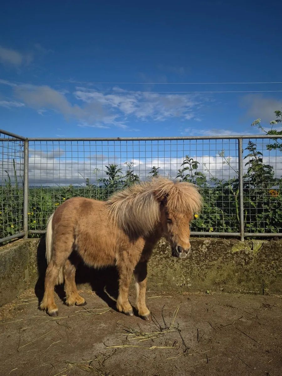 Miniature Pony - Image 1