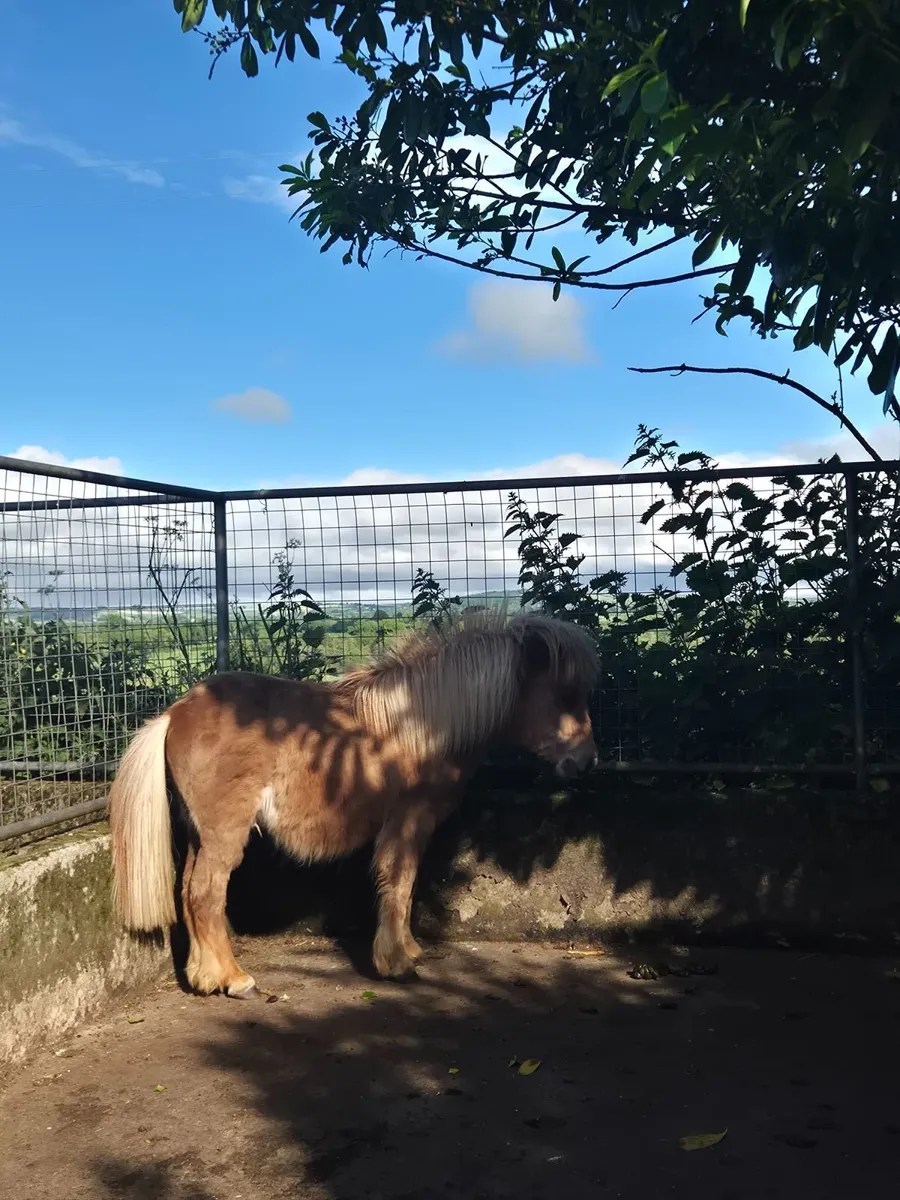 Miniature Pony - Image 2