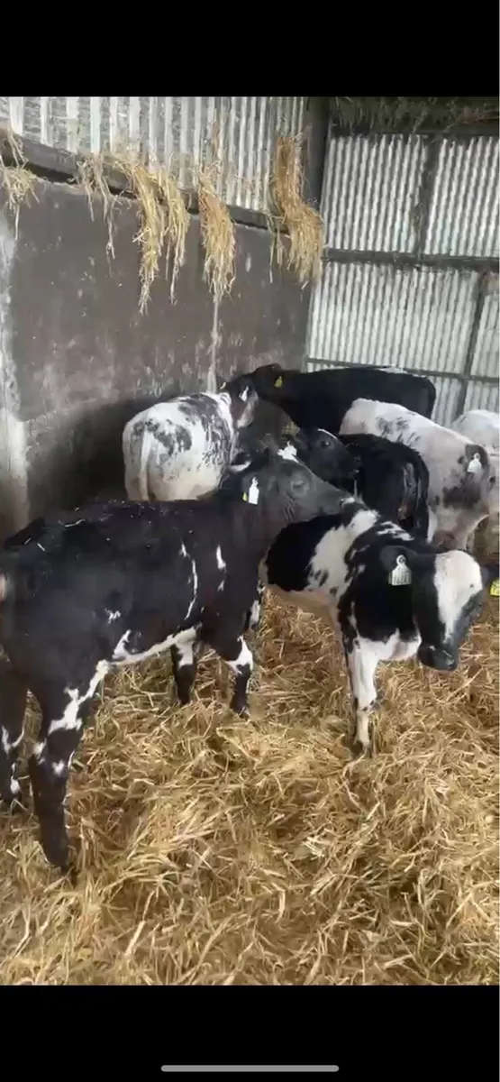 Reared Belgian Blue Calves - Image 1