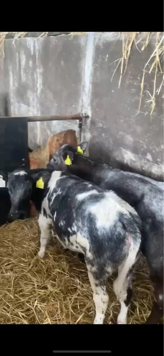 Reared Belgian Blue Calves - Image 3