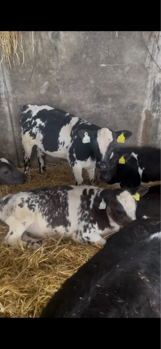 Reared Belgian Blue Calves - Image 2