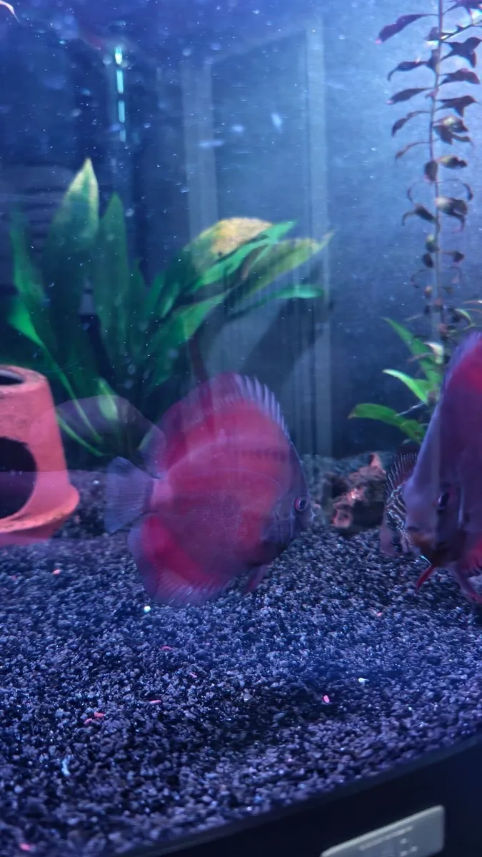 Discus - Image 1