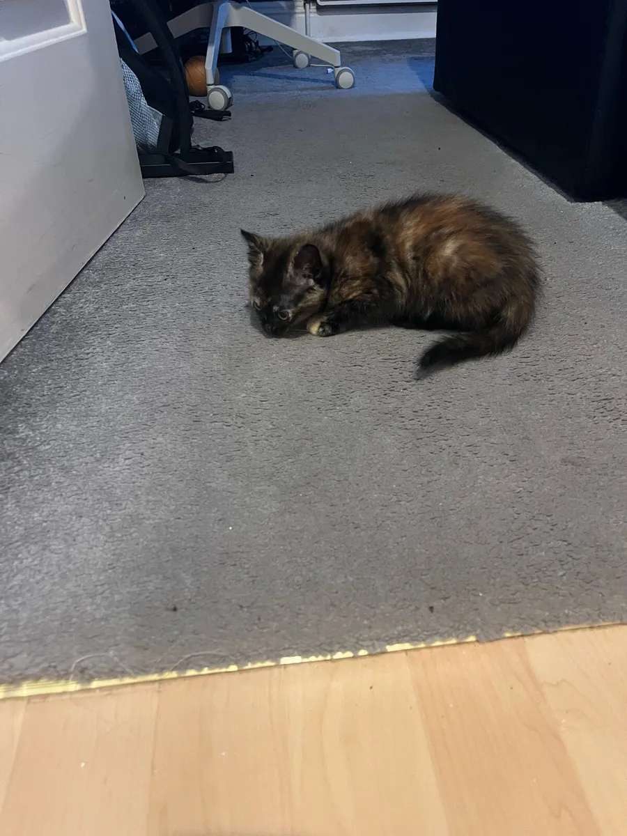 Kittens - Image 2