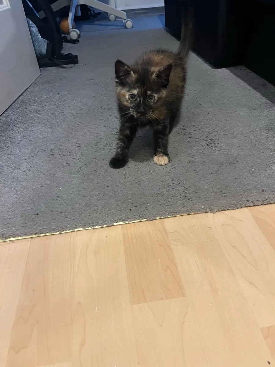 Kittens - Image 4
