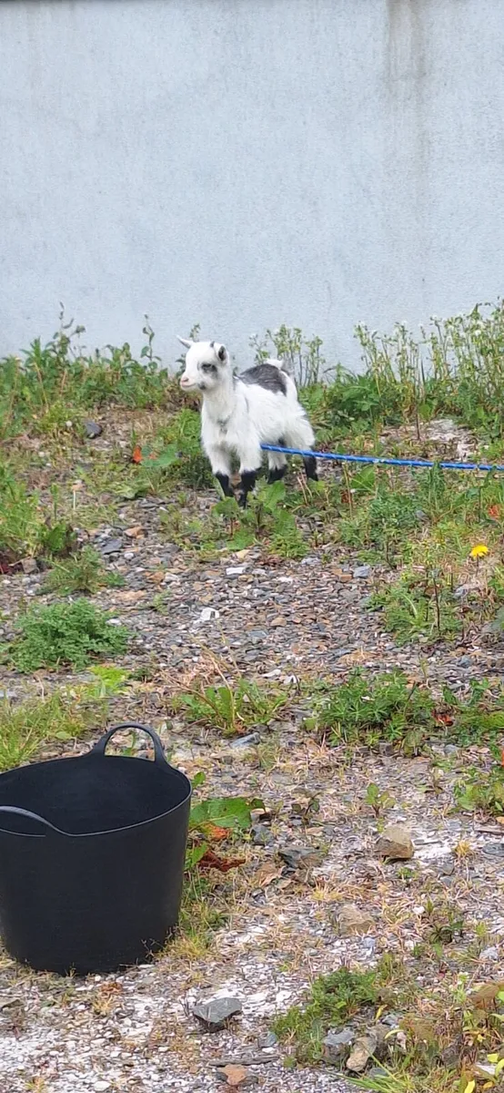 2 twin pygmy goats - Image 1
