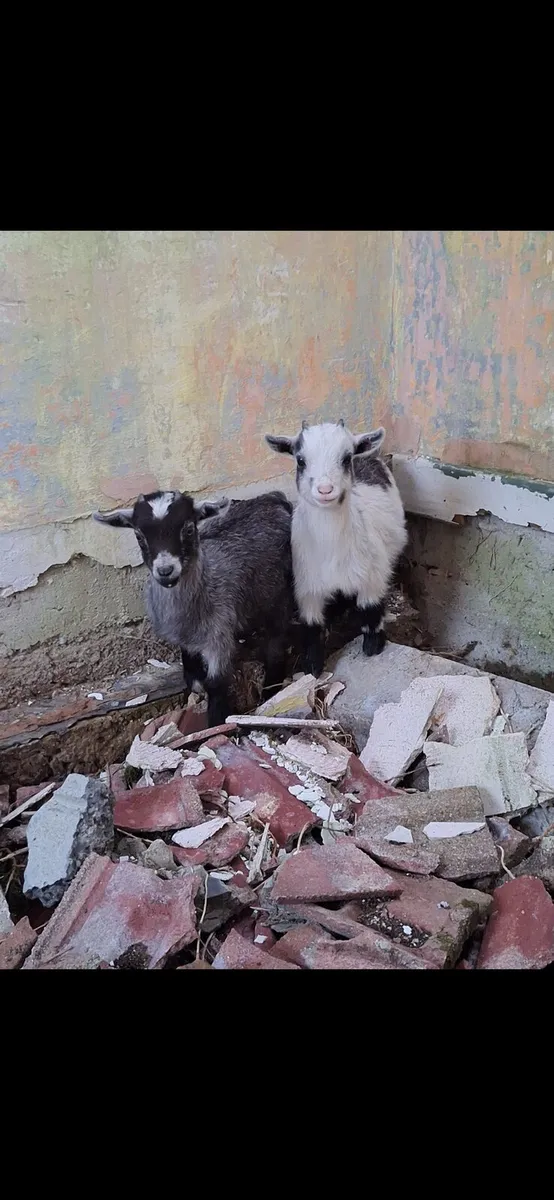 2 twin pygmy goats - Image 2