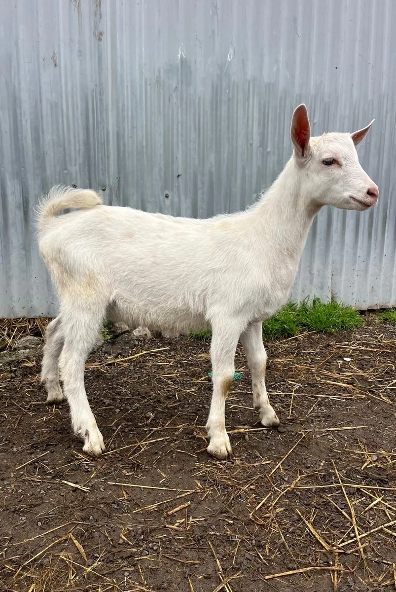 PBNR Male Saanen Kid - Image 1