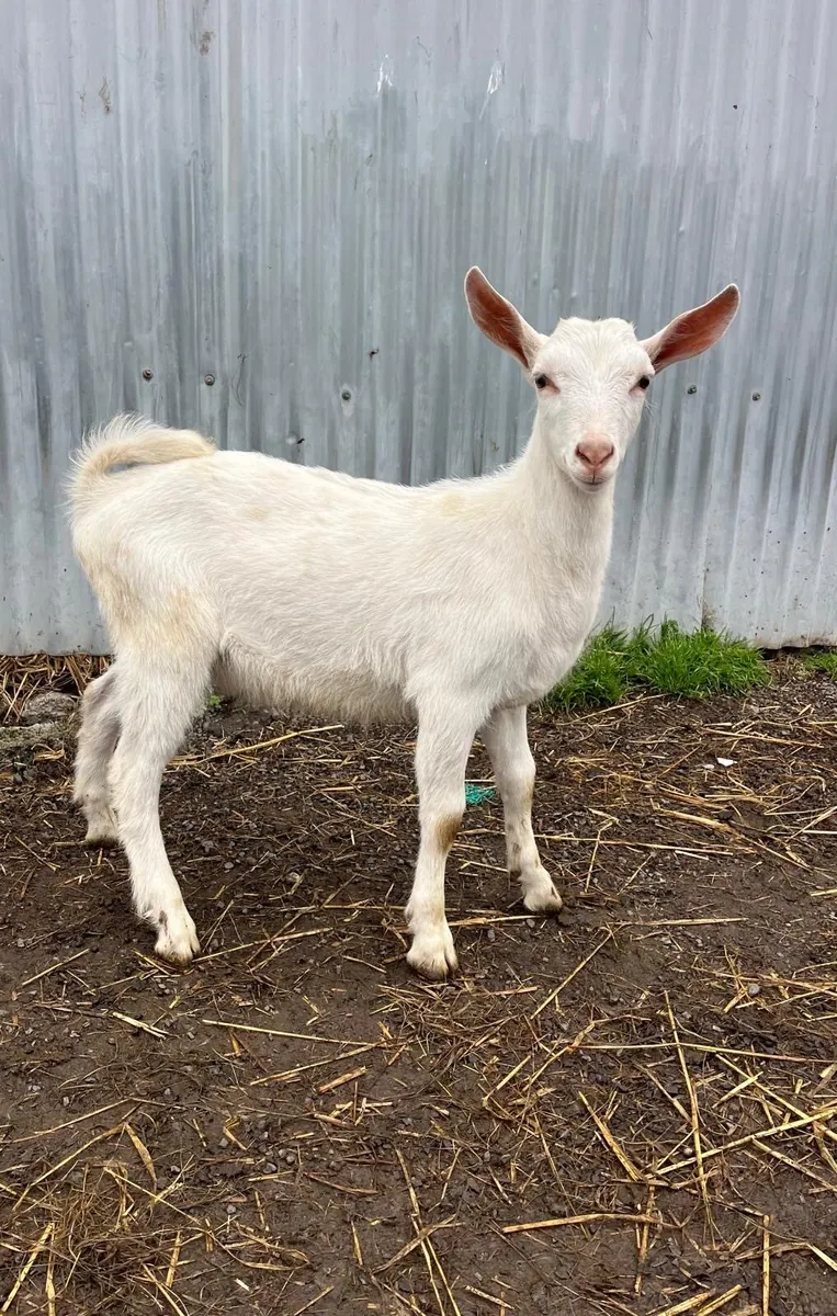 PBNR Male Saanen Kid - Image 2