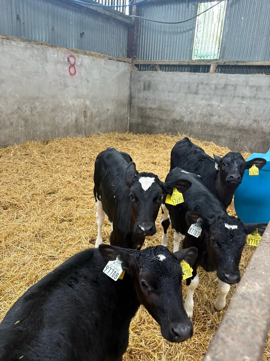 Fr heifer calves - Image 1
