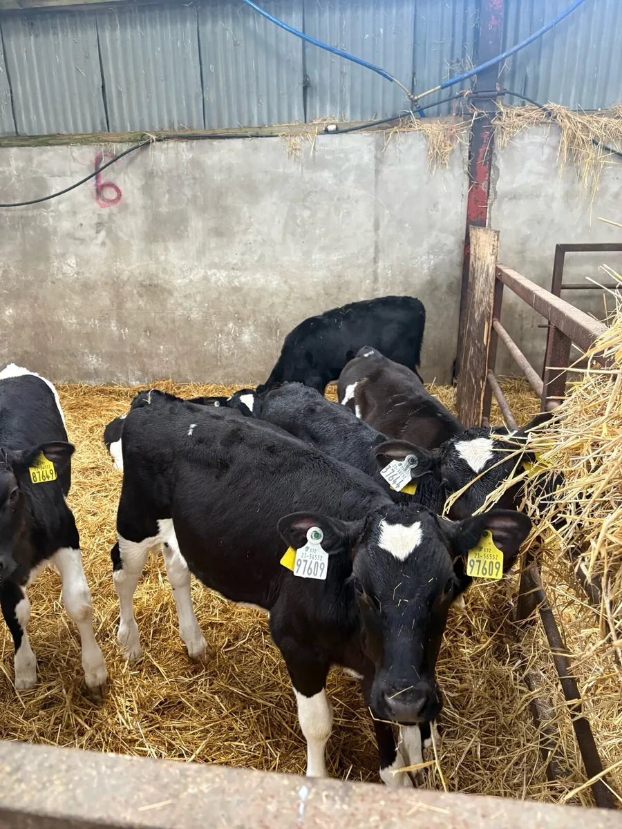 Fr heifer calves - Image 2