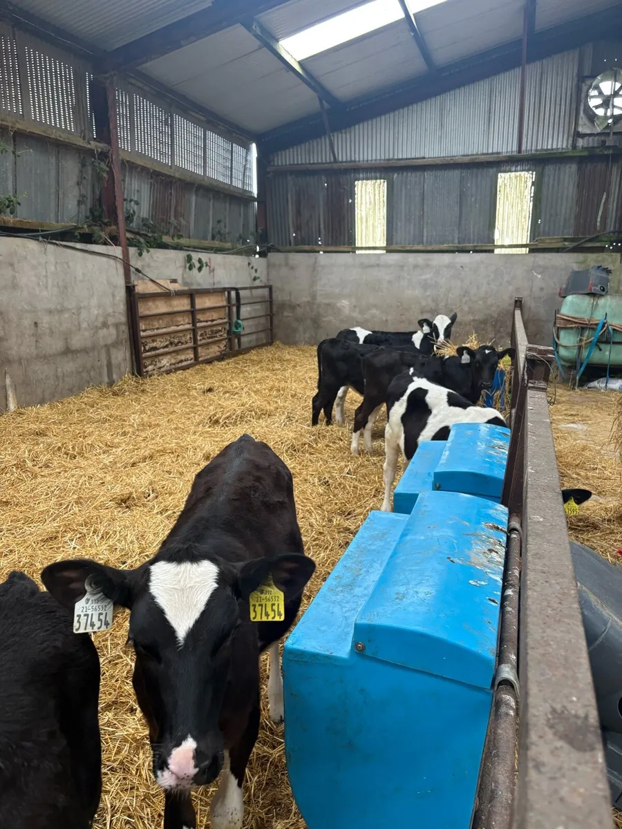 Fr heifer calves - Image 3
