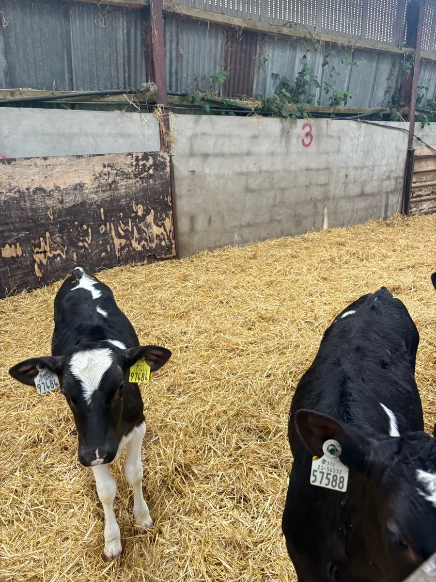 Fr heifer calves - Image 4