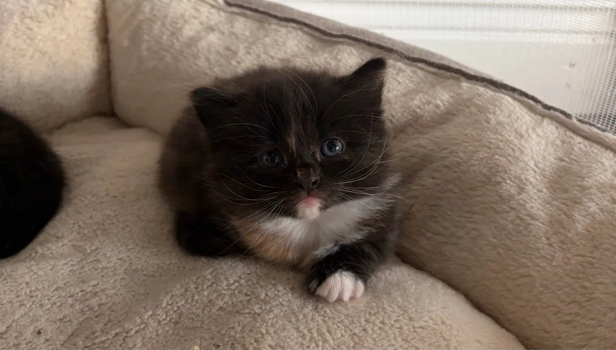 Kittens - Image 2