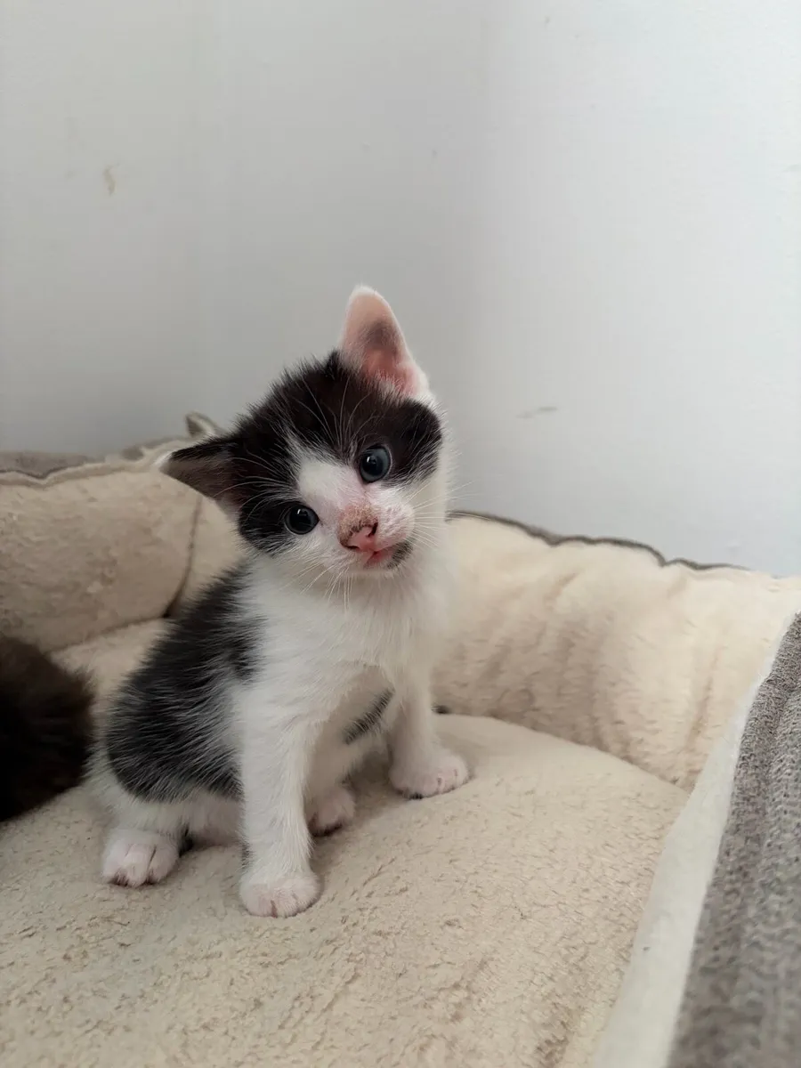 Kittens - Image 3