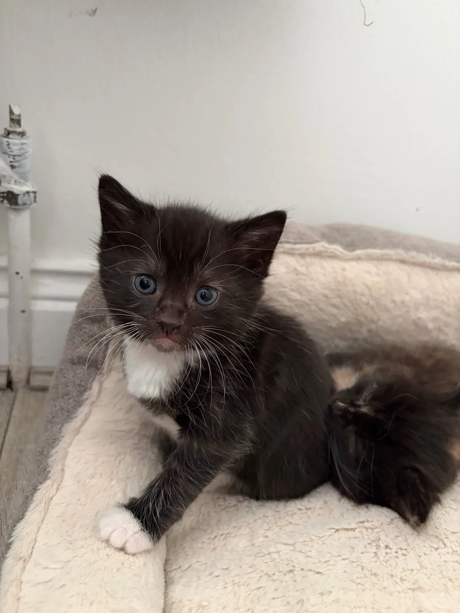 Kittens - Image 4