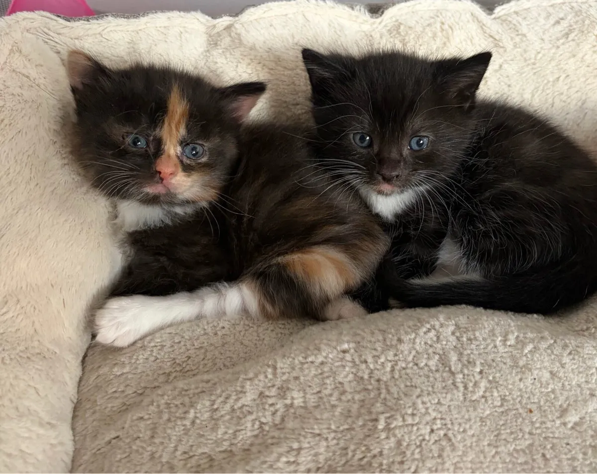 Kittens - Image 1