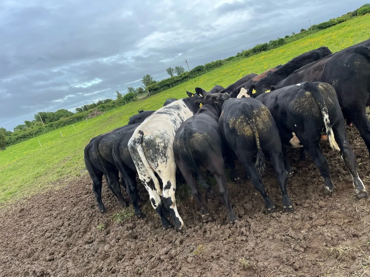 15 bullocks - Image 1