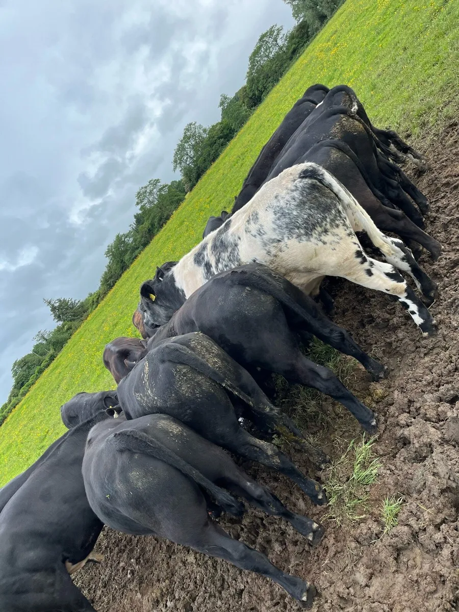 15 bullocks - Image 2