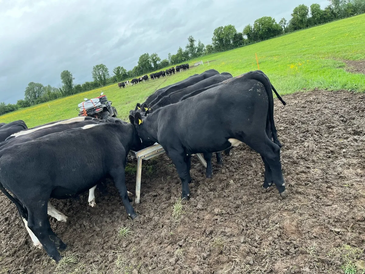 15 bullocks - Image 3