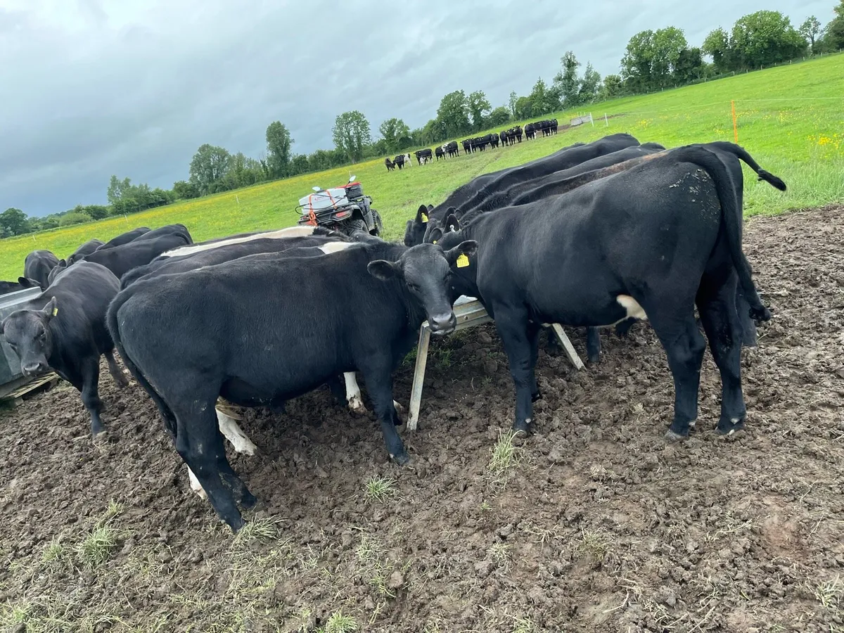 15 bullocks - Image 4