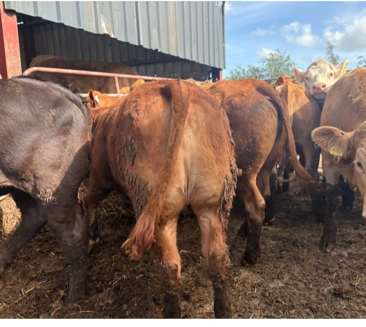 Heifers - Image 1