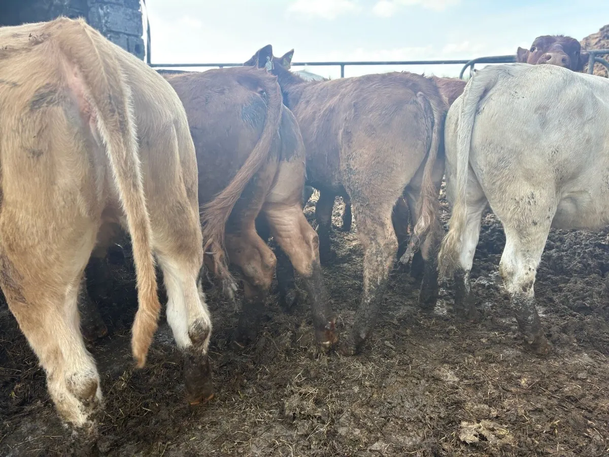 Heifers - Image 2