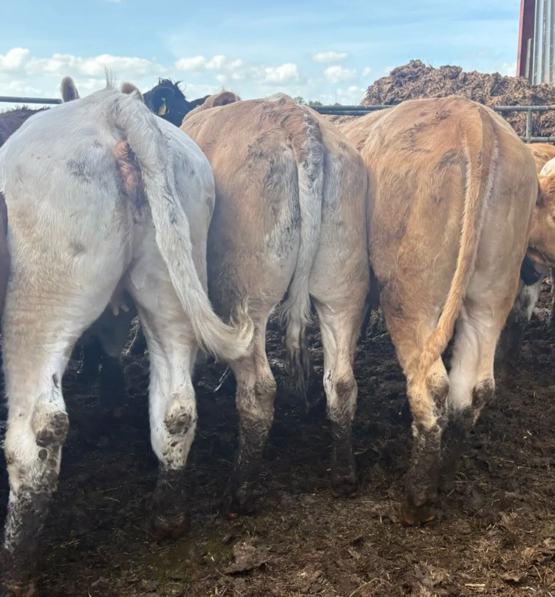 Heifers - Image 4