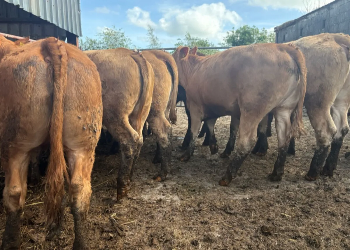 Heifers - Image 4