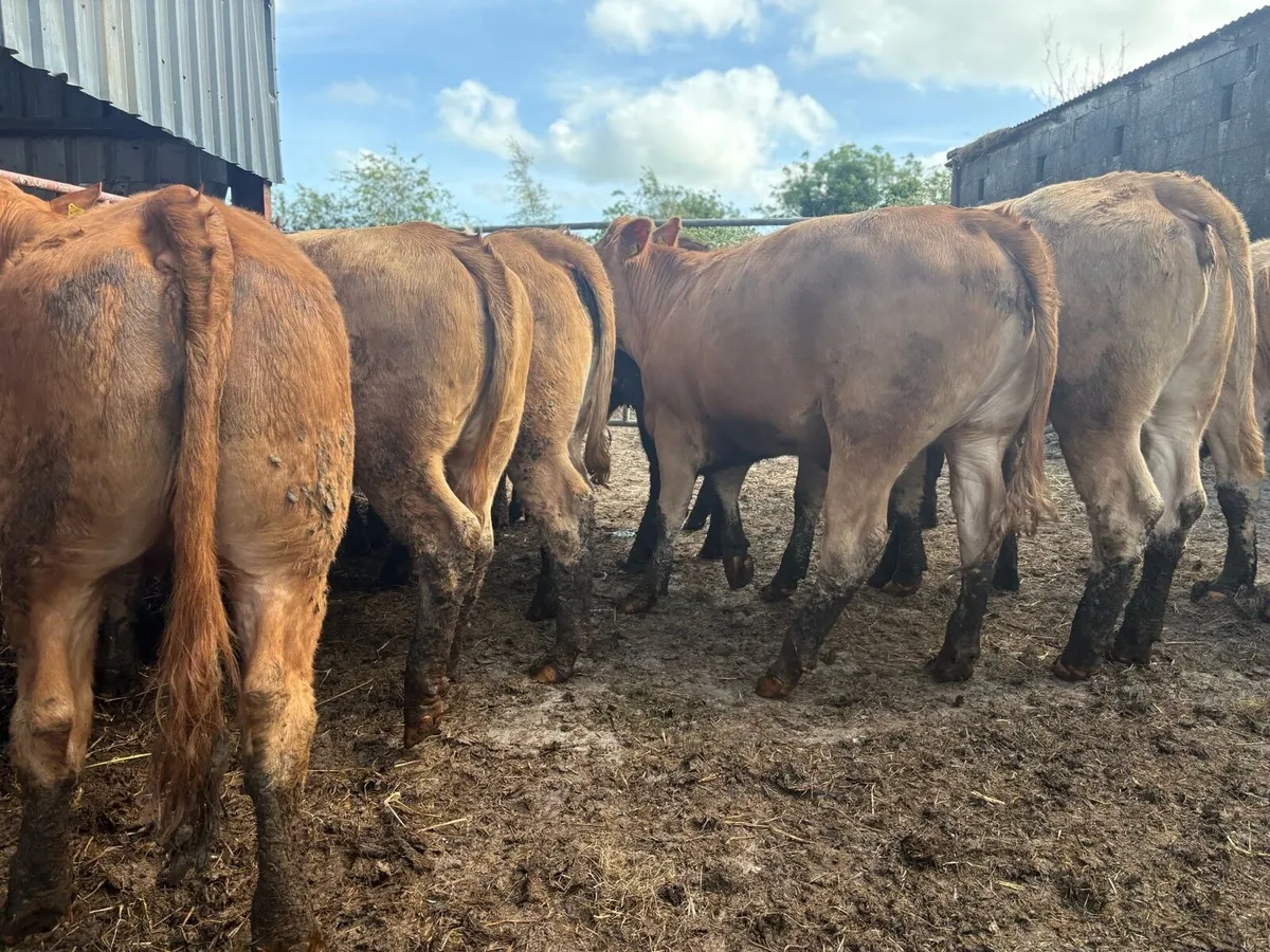 Heifers - Image 3