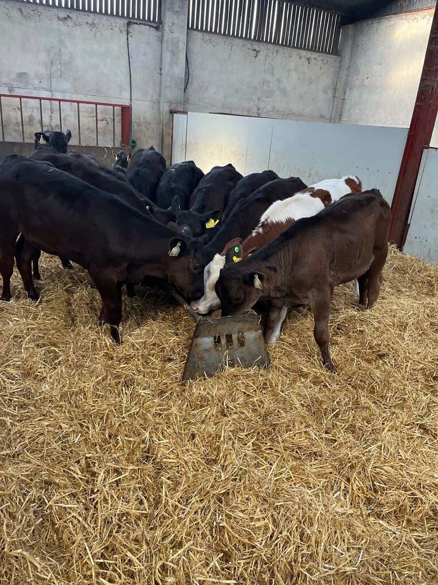 Super Limousin Heifer Runners - Image 1