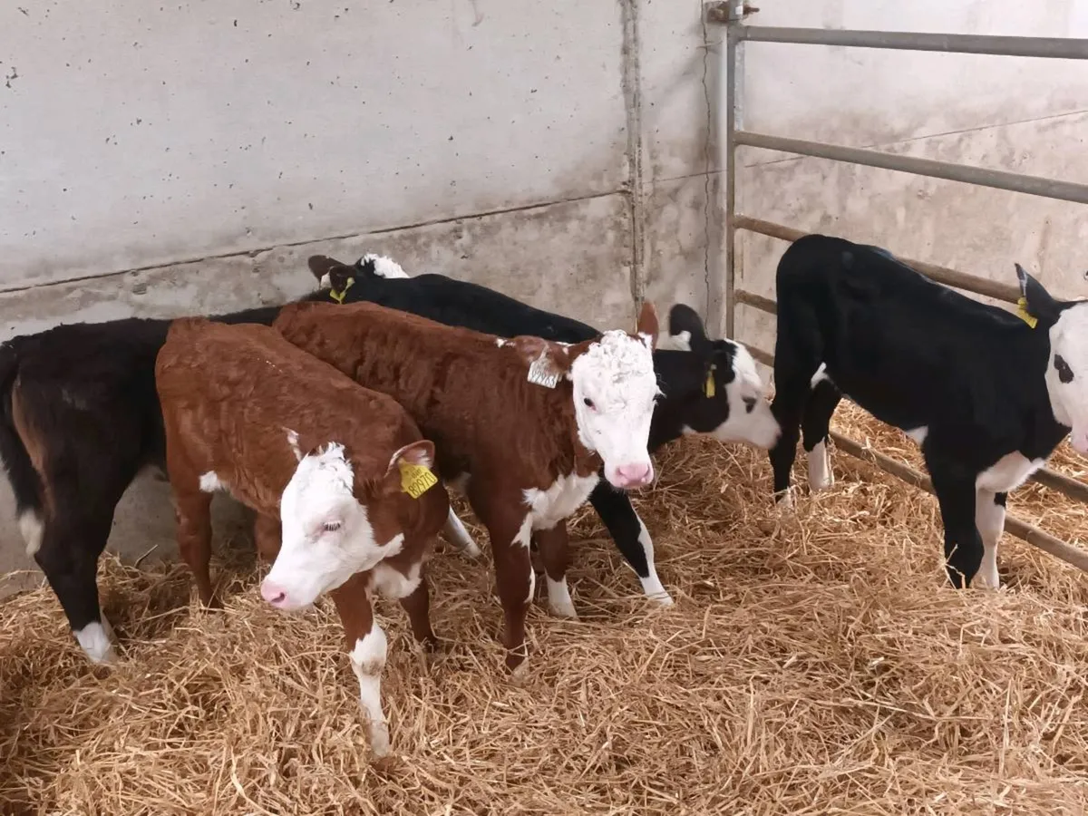 10 HEREFORD HEIFER CALVES FOR SALE - Image 2