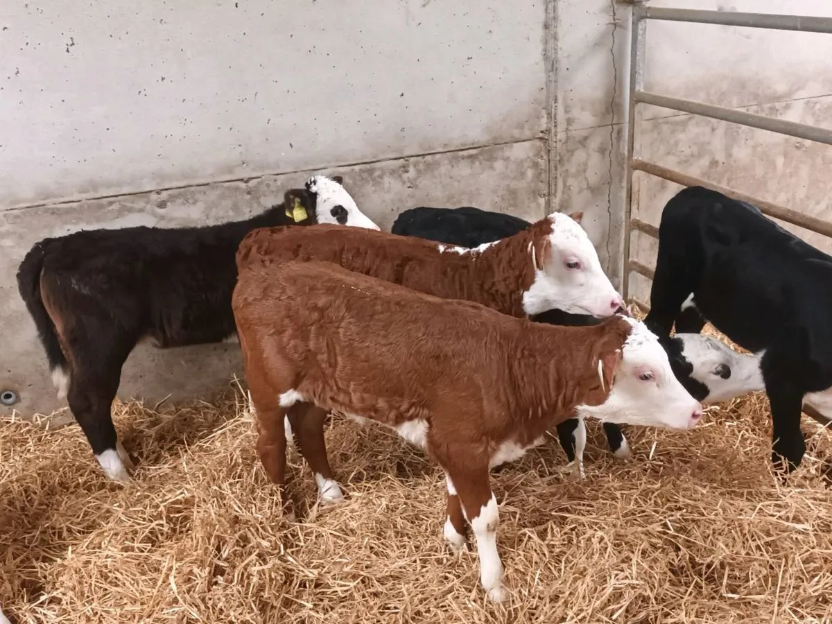 10 HEREFORD HEIFER CALVES FOR SALE - Image 1