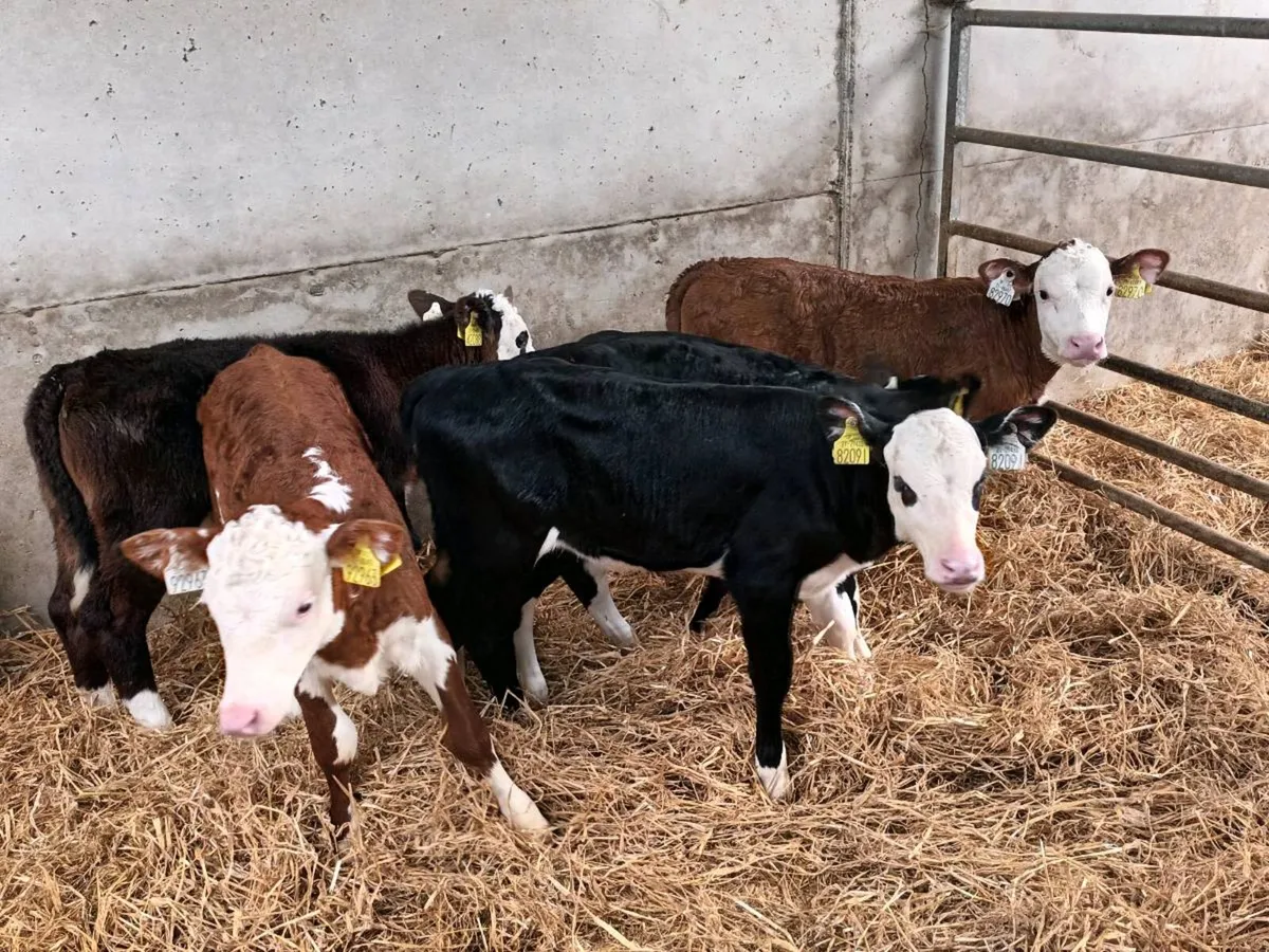 10 HEREFORD HEIFER CALVES FOR SALE - Image 3