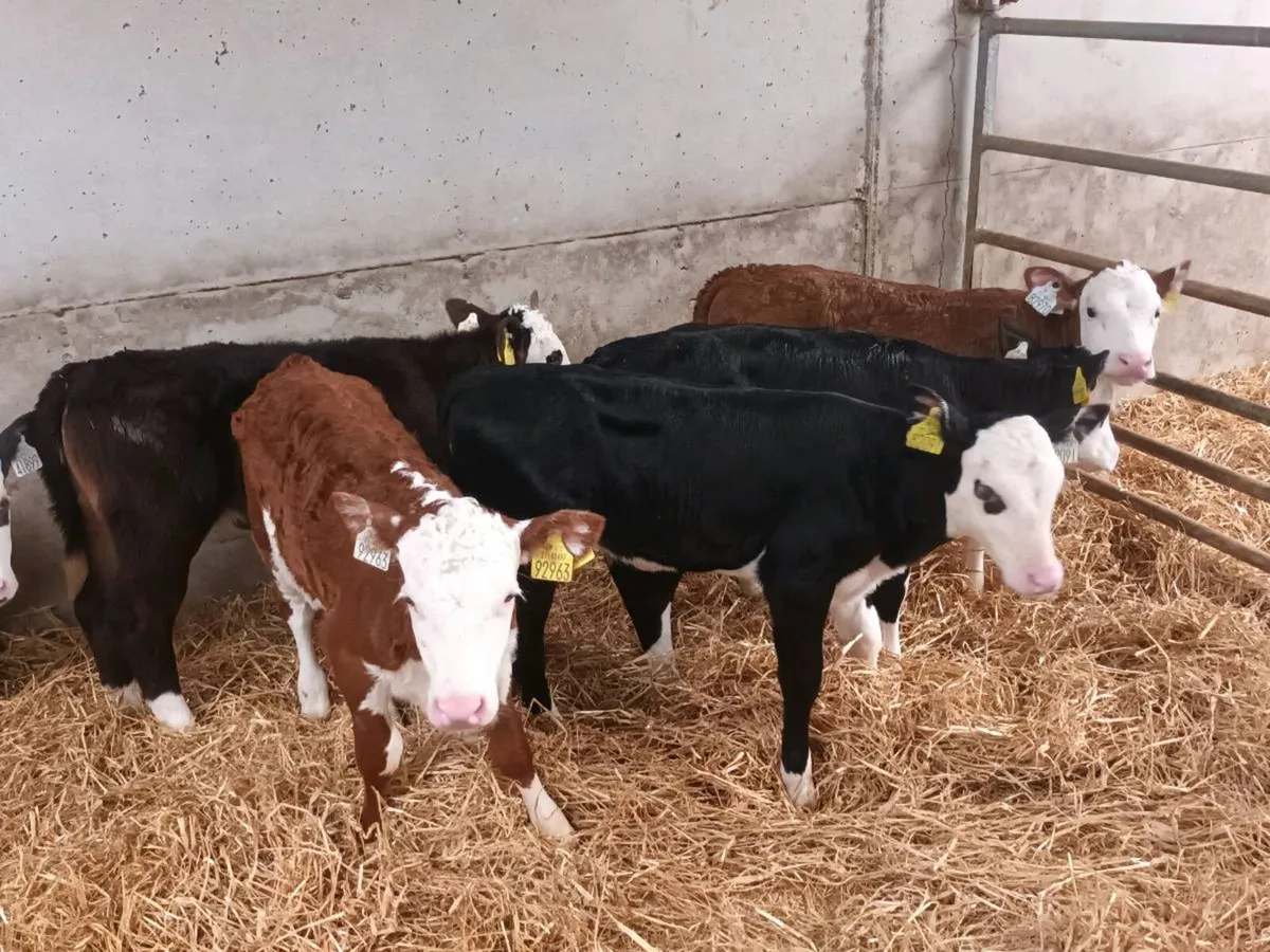 10 HEREFORD HEIFER CALVES FOR SALE - Image 4