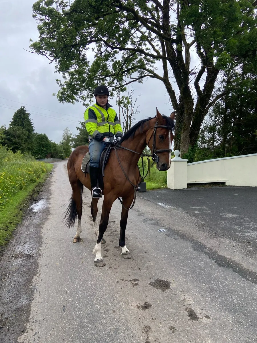 Irish sport horse - Image 1