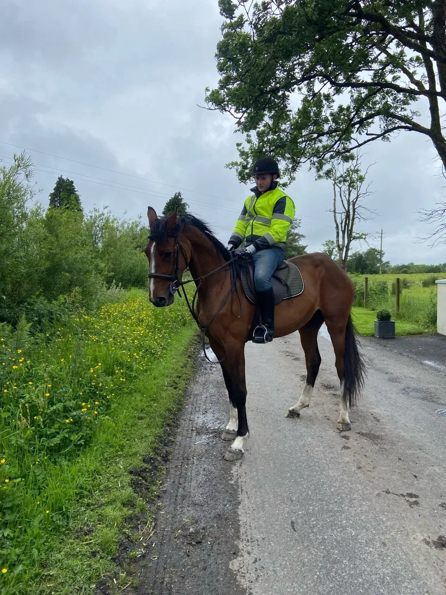 Irish sport horse - Image 2