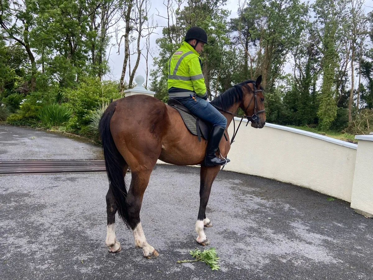 Irish sport horse - Image 3