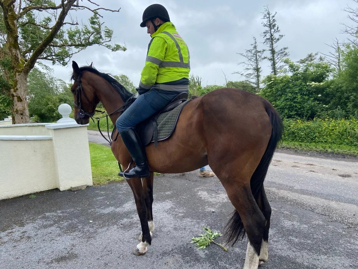 Irish sport horse - Image 4
