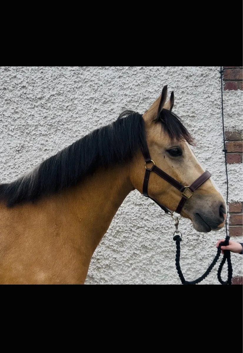 Dun Connemara gelding 🌟 - Image 3
