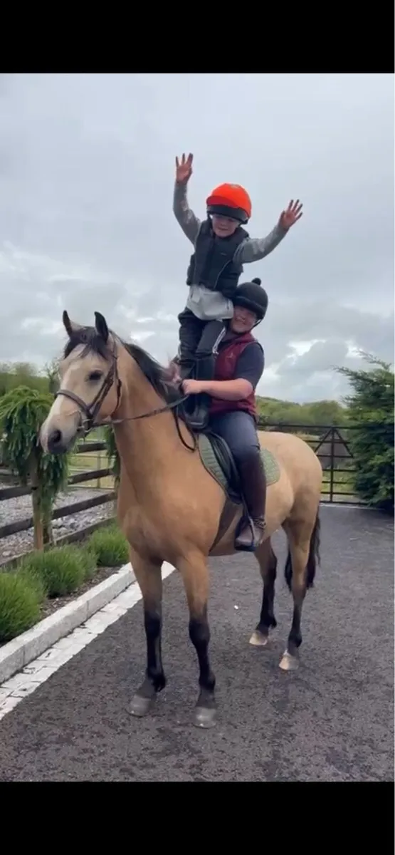Dun Connemara gelding 🌟 - Image 1