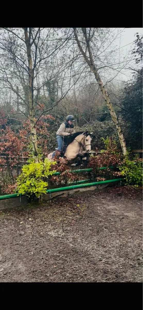 Dun Connemara gelding 🌟 - Image 4