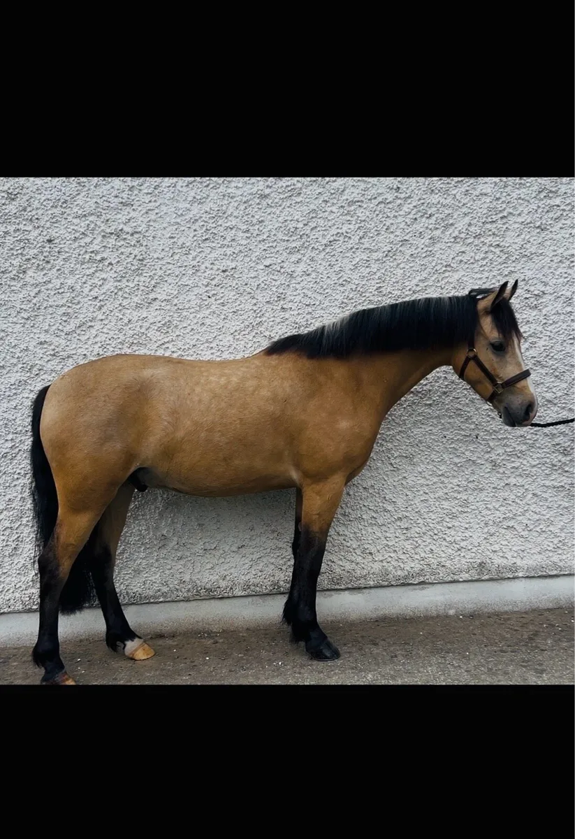 Dun Connemara gelding 🌟 - Image 2